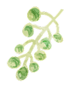 葉っぱのイラスト