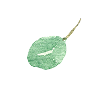 葉っぱのイラスト