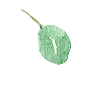 葉っぱのイラスト