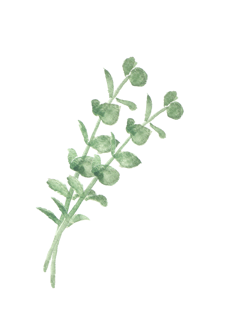 葉っぱのイラスト