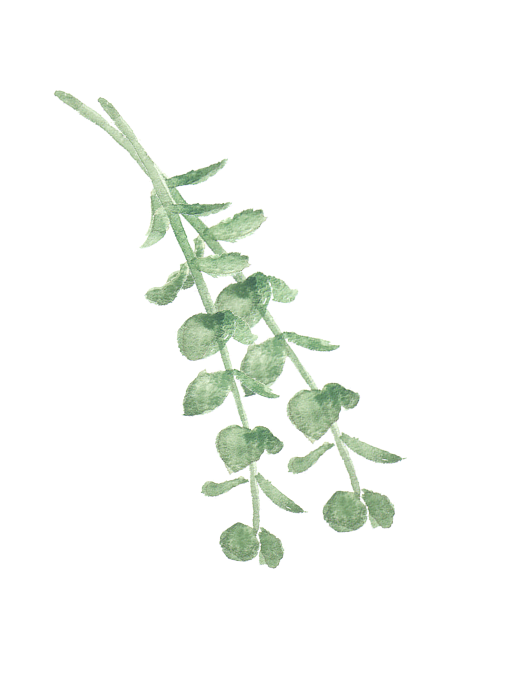 葉っぱのイラスト