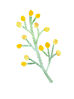 お花のイラスト
