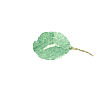 葉っぱのイラスト