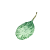 葉っぱのイラスト