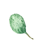 葉っぱのイラスト