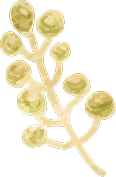 お花のイラスト