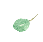 葉っぱのイラスト