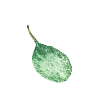 葉っぱのイラスト