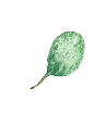葉っぱのイラスト